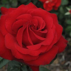 [0267] Ruža Mix Farieb (Rosa)