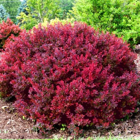 [0276] Dráč Thunbergov (Berberis thunberengii) "Bagatelle"