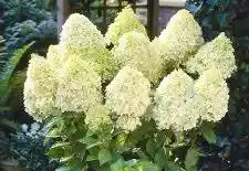 [0280] Hortenzia metlinatá (Hydrangea paniculata) Limelight