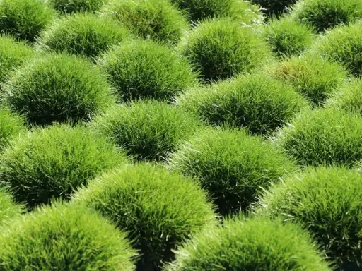 [0282] Festuca gauteri "Pic Carlit"