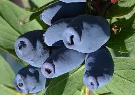 [0285] Zemolez kamčatský (Lonicera kamtschatica) "Indigo Gem"(PL)