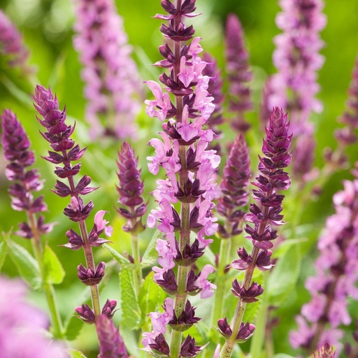 [0287] Šalvia hájna "Sensation Compact Bright Rose" (Salvia nemorosa)