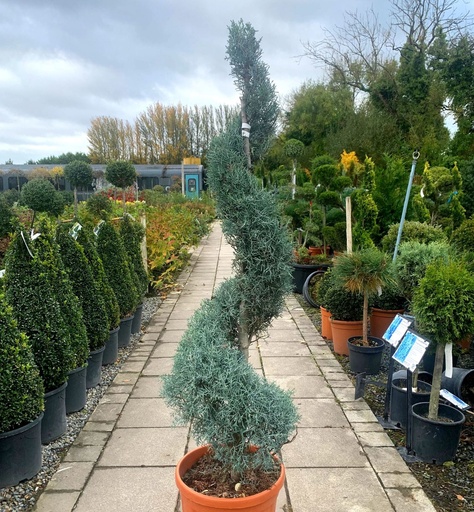 [0290] CUPRESSUS ARIZONICA "Fastigiata", CLT 35, Spirale, 140-160