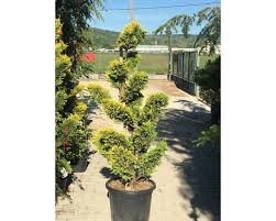 [0293] Cyprusovec leylandský (CUPRESSOCYPARIS LEYLANDII) "Gold Rider" CLT 18, Bonsai