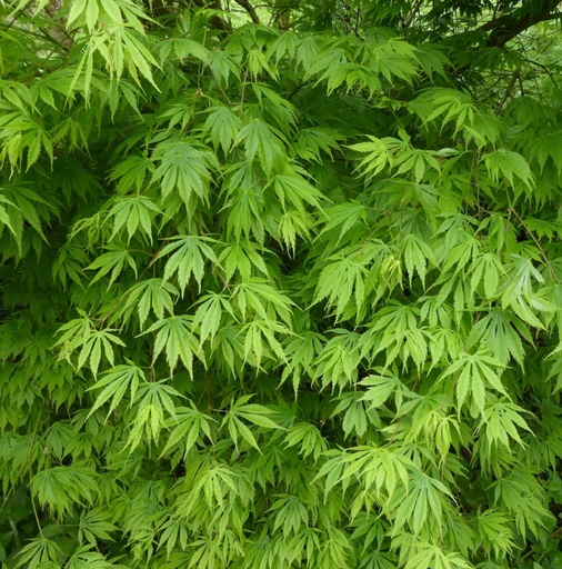 [0294] Javor dlaňolistý ACER (GIAPPONESE) PALMATUM "Polymorphum", CLT 55, 175-200, Bonsai