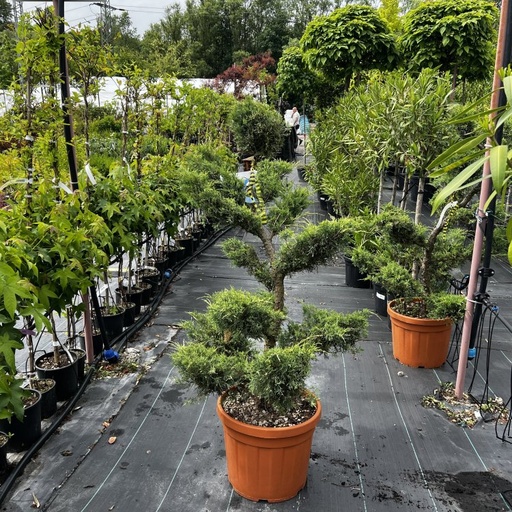 [0303] JUNIPERUS x MEDIA "Gold Star",Clt. 35/50 Forte 1/2 Fusto Bonsai
