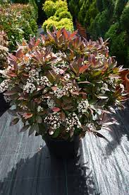[0332] PHOTINIA x FRASERI "Robusta Compact",Clt. 30, 125-150