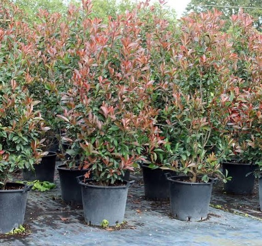 [0333] Červienka (PHOTINIA x FRASERI) "Red Robin" Clt. 30, 150-175