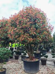 [0344] PHOTINIA x FRASERI "Red Robin" Clt.290
