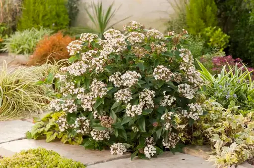 [0357] VIBURNUM TINUS "Eve Price" Clt.25 60/70 Extra Palla