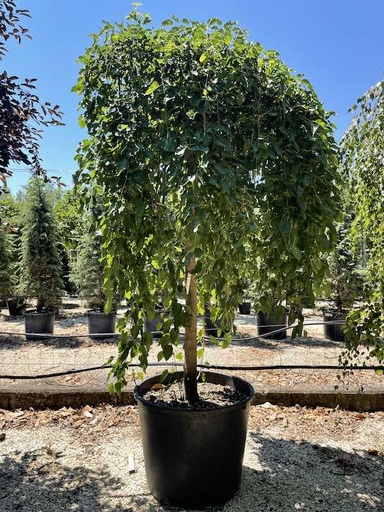 [0360] Moruša biela (Morus ALBA) "Pendula" Clt.45 12-14 Alto Fusto