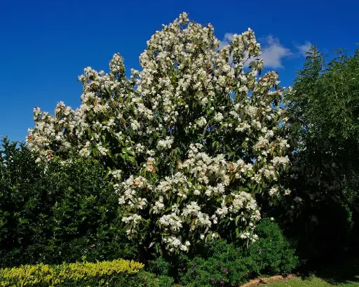 [0366] MAGNOLIA GRANDIFLORA "Gallissoniensis Goliate" Clt.55, 10-12 Alto fusto