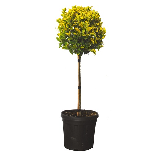 [0371] Bršlen japonský EUONYMUS JAPONICUS "Aurea" Clt.15, 1/2 fusto