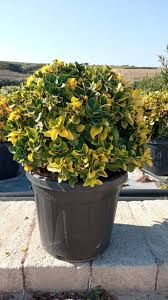 [0417] EUONYMUS JAPONICUS "Aurea" clt.45 60/80 Palla