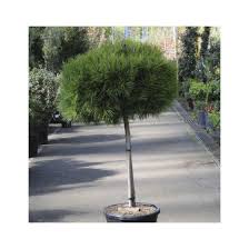 [0437] PINUS NIGRA "Brevifolia" clt.90 120/140 1/2Fusto