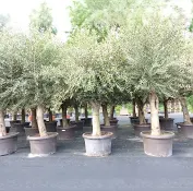 [0440] OLIVO (Olea) Europaea clt.55 25-30-35 1/2 fusto