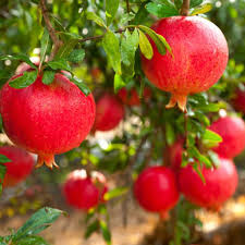 [0453] PUNICA GRANATUM "Wonderful" clt.25 150-175