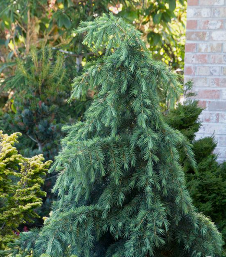 [0488] CEDRUS DEODARA "Feeling Blue" clt.15 1/4fusto
