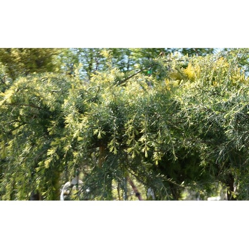 [0490] CEDRUS DEODARA "Golden Horizon" clt.10 Mini fusto