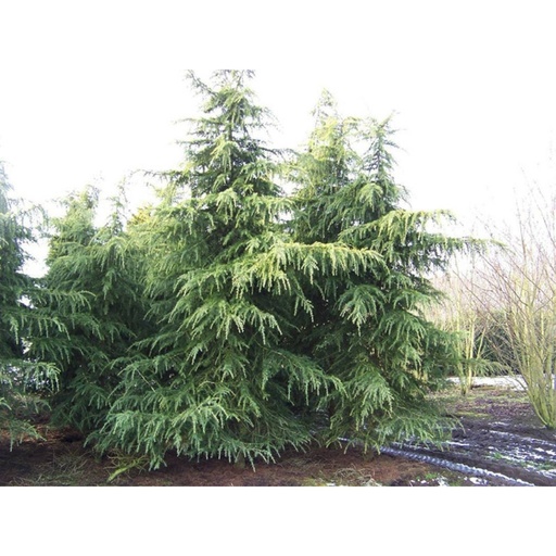 [0492] Céder himalájsky (CEDRUS DEODARA) "Robusta Glauca" clt.18 100-125 Ramificato