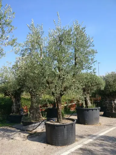 [0499] OLIVO (Olea) Europaea clt.5 1/4 fusto