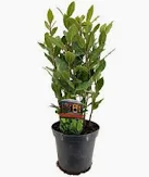[0500] Vavrín pravý LAURUS NOBILIS (Alloro) clt.1 25-30