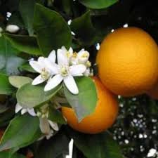 [0504] Pomaranč (CITRUS x Sinensis)(arancia) clt.5 1/4 fusto