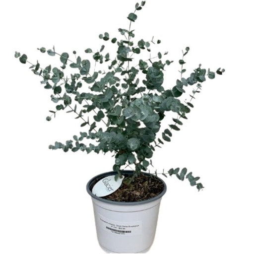 [0523] EUCALYPTUS CINEREA clt.3
