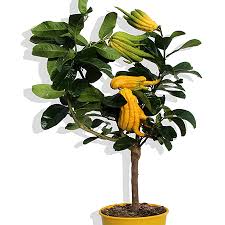 [0528] CITRUS MEDICA "Mano di Buddha" clt.5 1/4 fusto