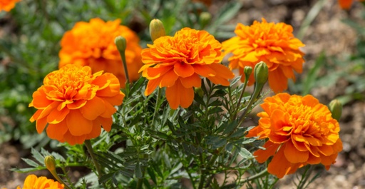 [0589] Aksamietnica (Tagetes)