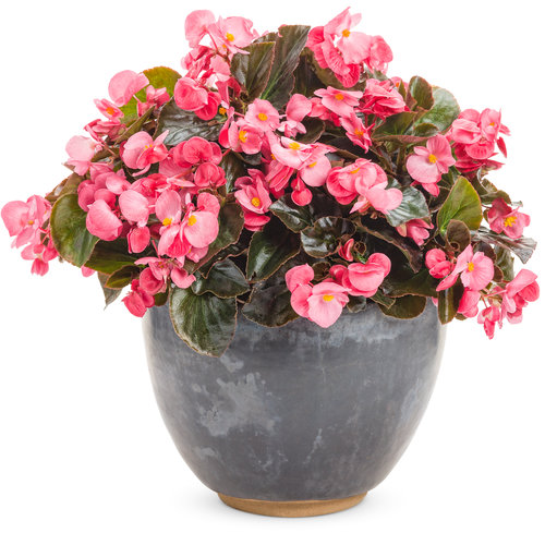 [0590] Begónia (Begonia benariensis) 'Big'