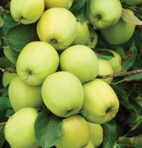 [0915] Jabloň domáca (Malus domestica) "Golden Delicius"