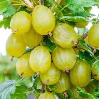 Egreš obyčajná(kríkový) (Ribes uva-crispa) "Invicta",  voľnokorenný