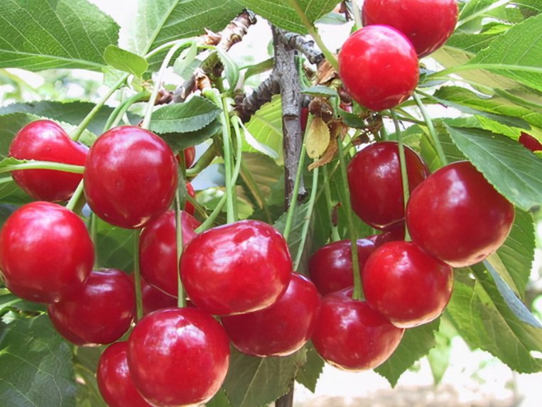 Višňa - čerešňa višňová (Prunus cerasus)