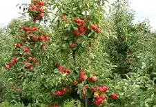 Jabloň domáca (Malus domestica)