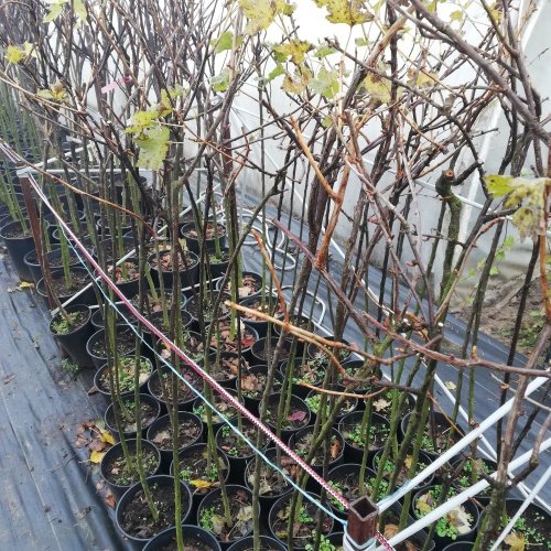 Ríbezle, egreše na km