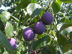 Slivka