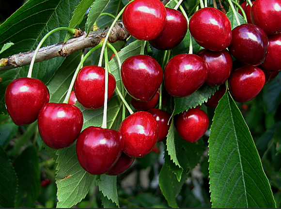 Čerešňa vtáčia (Prunus avium)