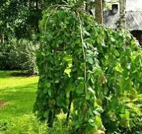 Corylus pendula Lieska