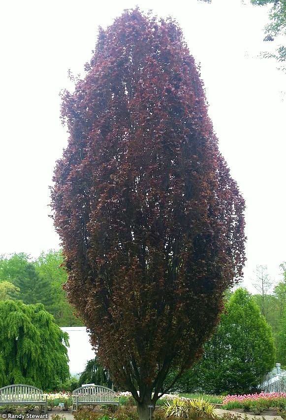 Buk lesný (Fagus sylvatica) "Rohanii" 150/200