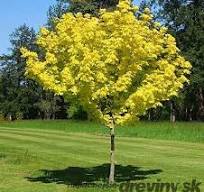  Javor dlaňolistý (Acer palmatus) "Princenton Gold"