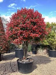 Photinia fraseri Red Robin clt. 18 125-1