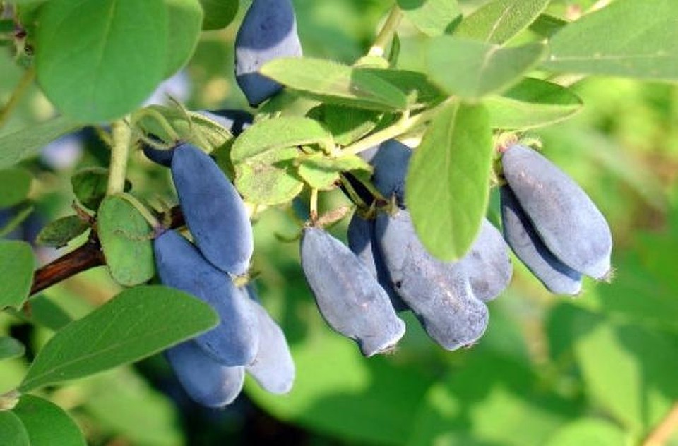 Zemolez (Lonicera) "Leningradzkij Wielkian"(PL)
