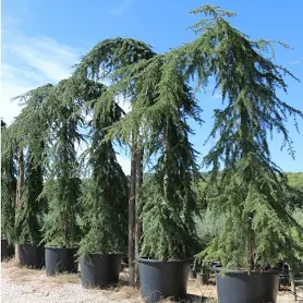 CEDRUS DEODARA "Pendula" Clt.375 250-300 25-30 Ramificato                