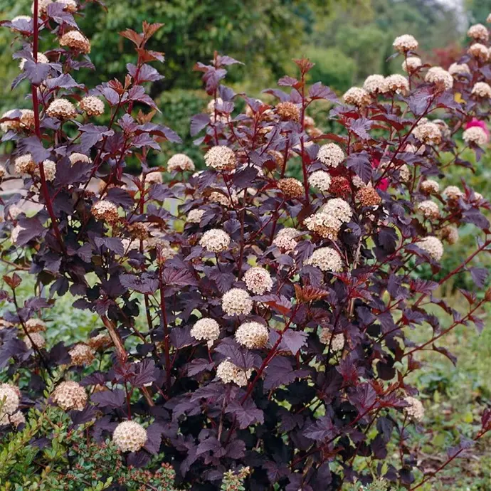 Tavoľa kalinolistá (Physocarpus opulifolius) "Diabolo"