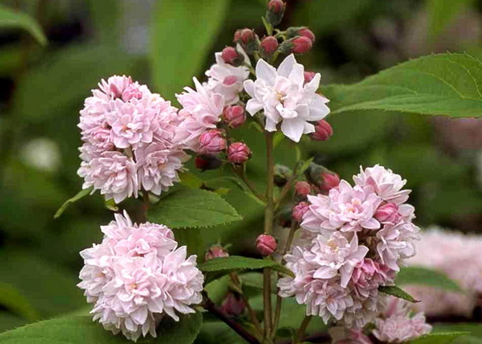 Trojpuk veľkolepý Deutzia hybrida Mont Rose, C3 40/60
