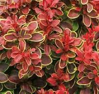 Dráč Thunbergov (Berberis thunberengii)