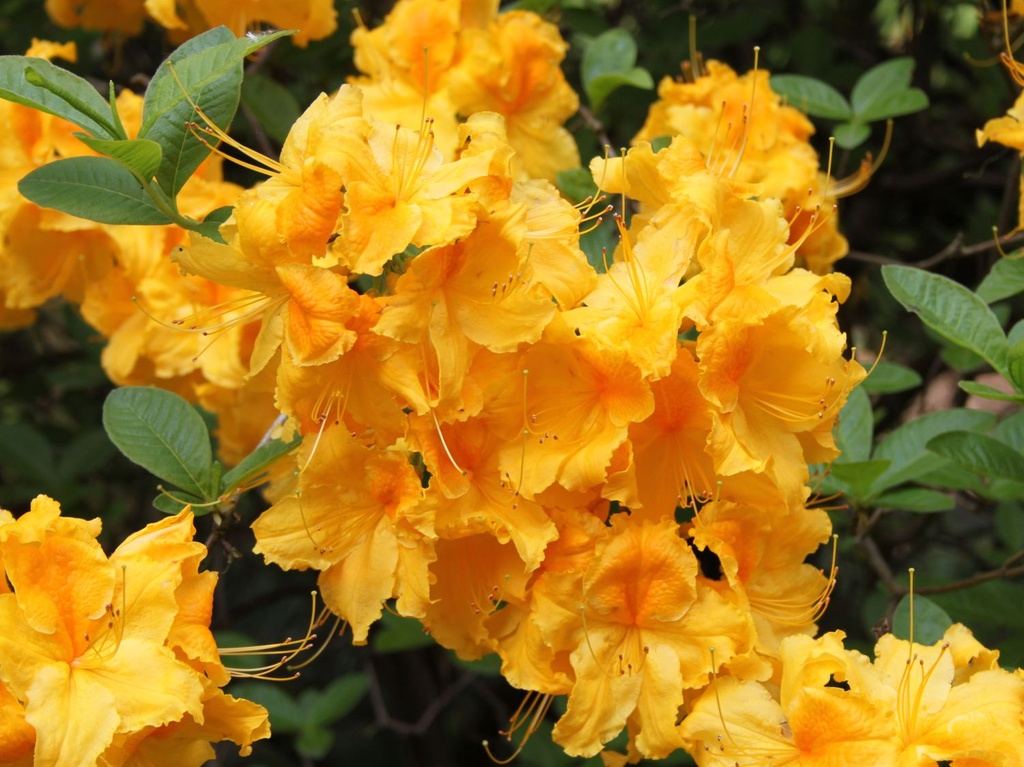 Azalka (Azalea) "Goldpracht