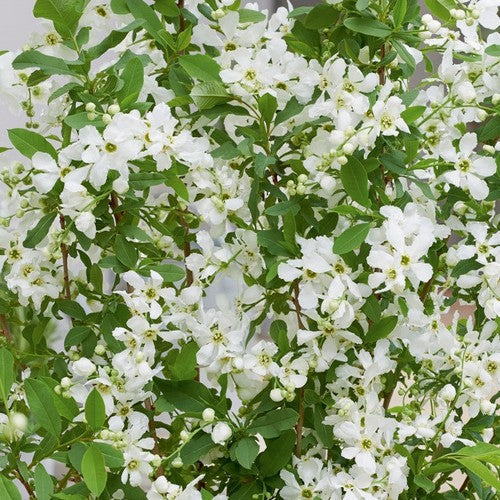 Exochorda (Exochorda)" Blushing Pearl"