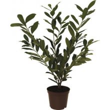 Prunus laur. Caucasica, Novita